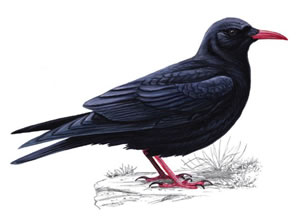 Chough